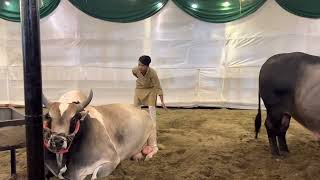 Cow Mandi Bangladesh Saara Agro Ctg