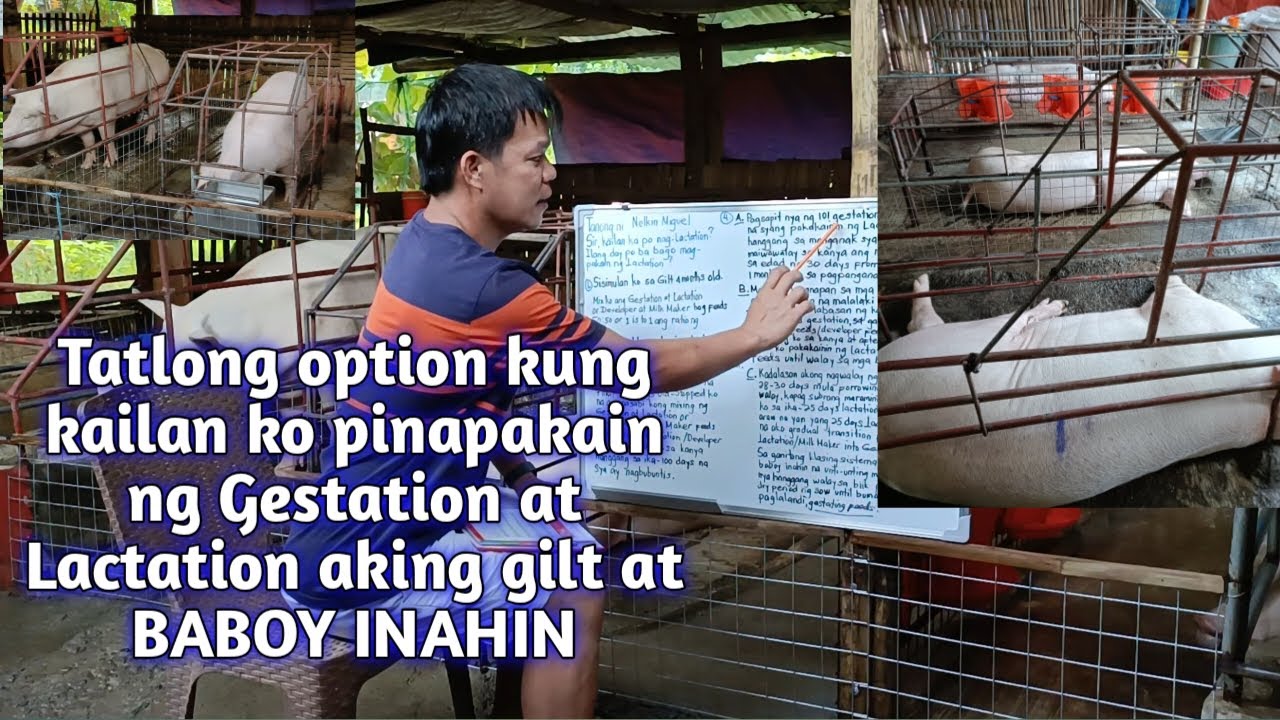 Tatlong option kung kailan ko pinapakain ng gestation at lactation aking gilt at baboy inahin