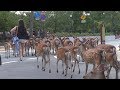 奈良公園　浮雲園地にたくさんの鹿さんたちがいました、そして大仏殿前交差点が大変なことに　Many deer crossing the road　NARA PARK,JAPAN
