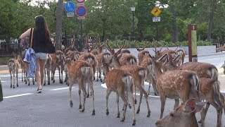 many Deer Crossing The Roadnara Parkjapan