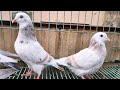 बहुत ही खूबसूरत कबूतर बिक्री के लिये मेरठ में | pigeons for sale
