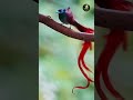 These Animals Challenge Everything You Know About Color #wildlife #birds #animals