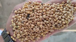 ☝️28 जुलाई 2026 सोयाबीन भाव 😱 आज का सोयाबीन भाव आगर मंडी l Today Soybean rate l 