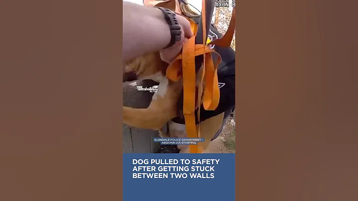 A dog was rescued after it got stuck between two walls #dog #dogrescue #arizona #police