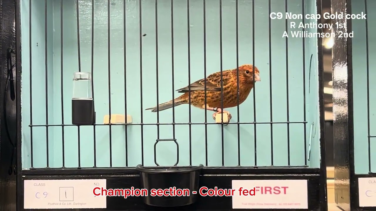 The Classic Lizard Canary, Season 2, Episode 8