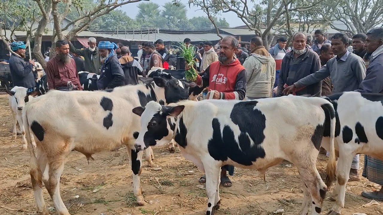 ৭ মার্চ 2026 | ফ্রিজিয়ান এবং ক্রসজাতের ষাঁড় বাছুরের দাম জানুন | রানীগঞ্জ হাট | থেকে দিনাজপুর 