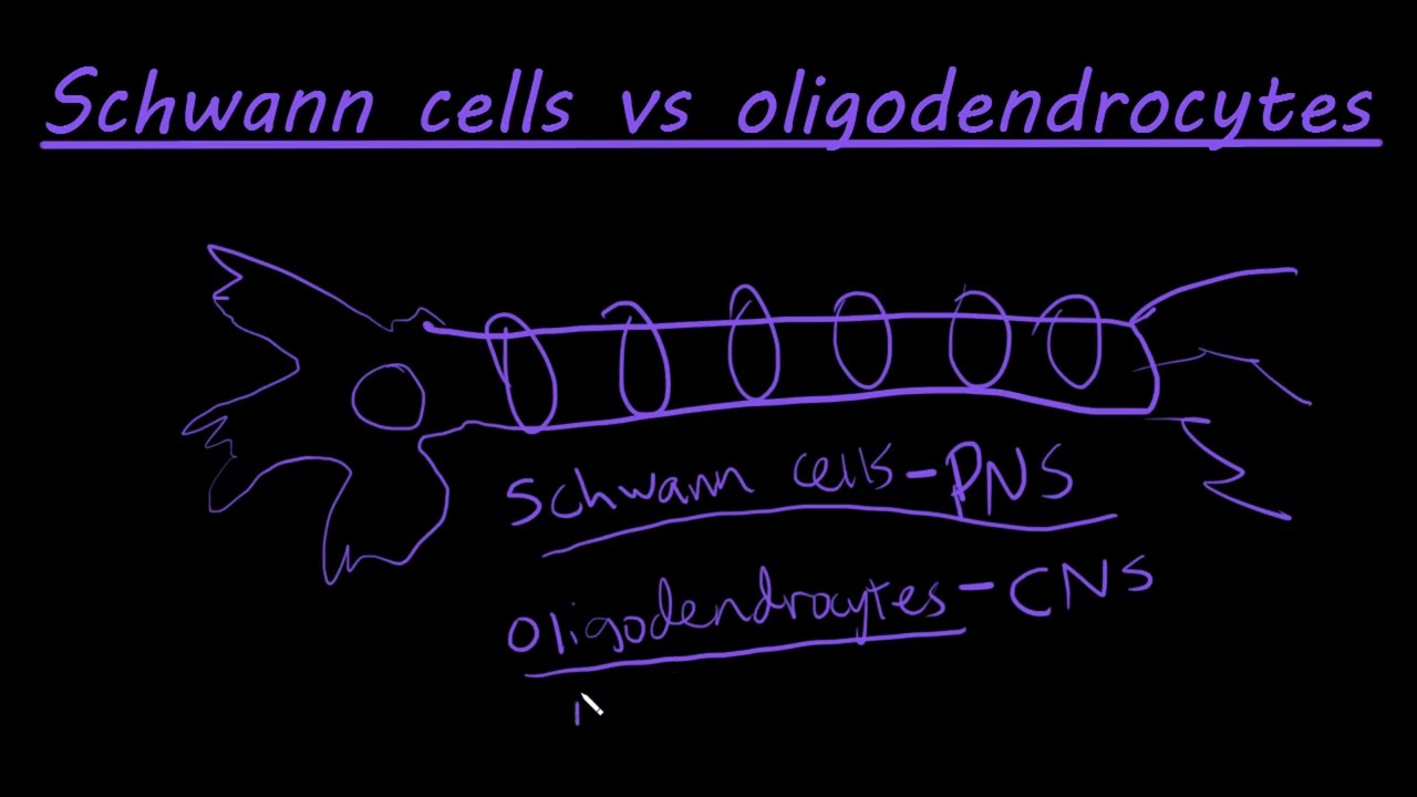 Oligodendrocytes And Schwann Cells Difference