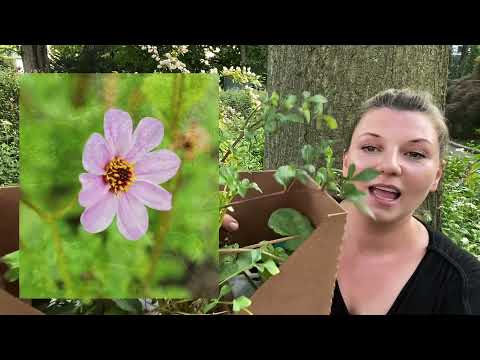 Video: Impatiens Arguta Informationen: Wie man Impatiens Arguta Blumen anbaut