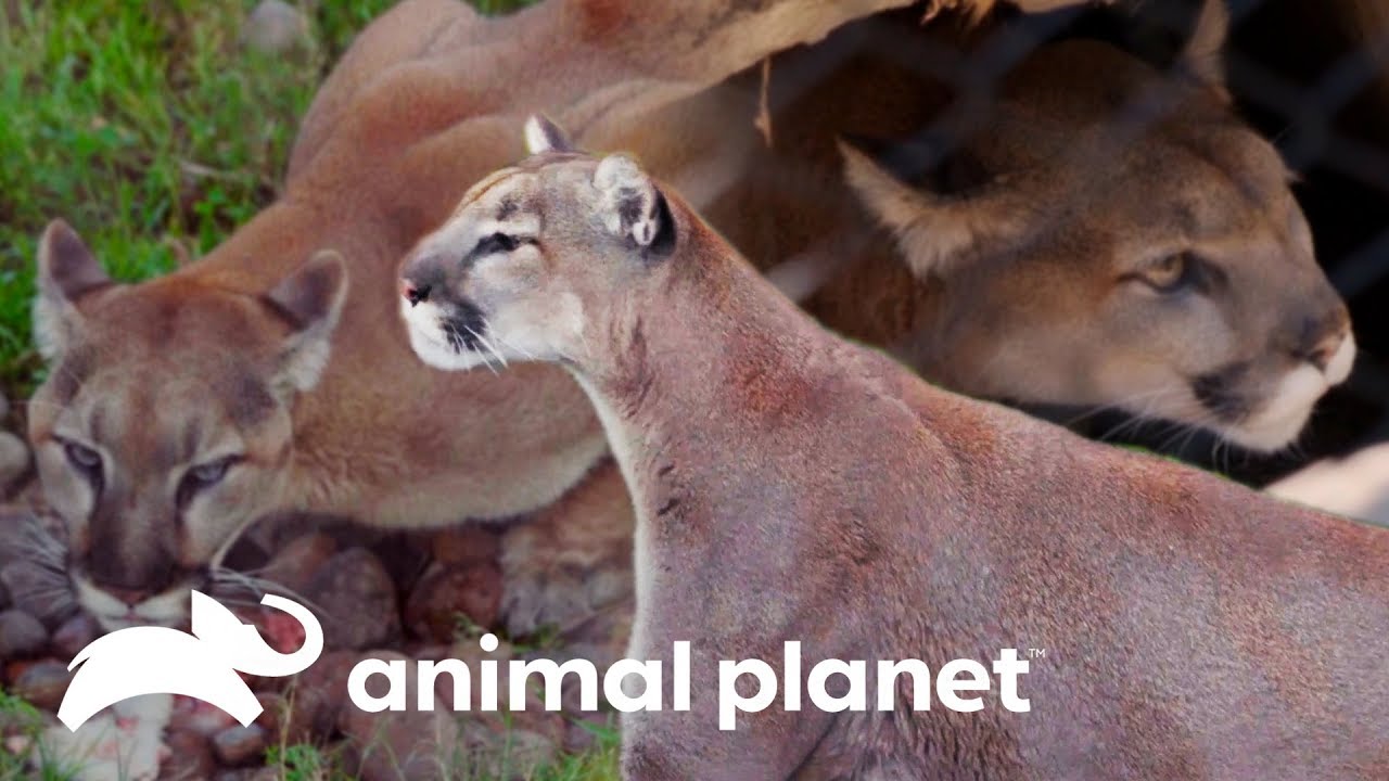Conoce a Kima, un puma que retoma la vida silvestre | El Zoológico de San  Diego | Animal Planet - YouTube