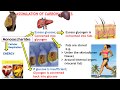 ASSIMILATION OF CARBOHYDRATES