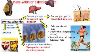 ASSIMILATION OF CARBOHYDRATES