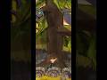 TEMPLE RUN 2 GAMEPLAY 😱#shorts #gaming #viralshort #shortsfeed