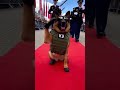 Saluting K9 Police Dog Marches on Red Carpet! 🐾👮♂️ #k9 #germanshepherd #militaryceremony #dog
