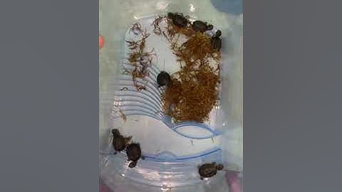 Rùa xạ Hương, common musk Hà Nội Pet Shop