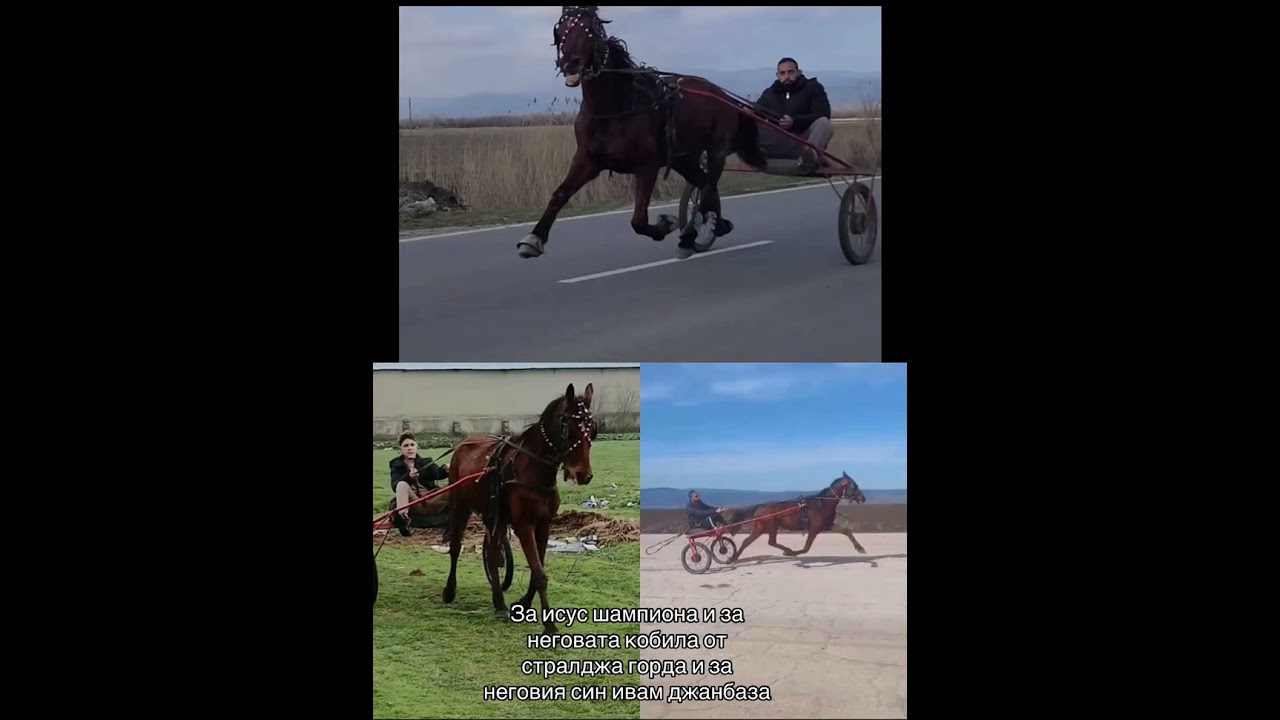 За исус шампиона и за неговата кобила от стралджа горда и за неговия син ивам джанбаза 2026