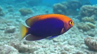 The Flameback Angelfish(Centropyge aurantonotus)