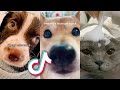 The BEST TIKTOK PETS to MAKE YOUR WEEKEND...