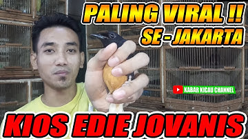 TERVIRAL ! Survey Harga Burung KIOS EDIE JOVANIS LANCAR JAYA Pasar Burung Pramuka
