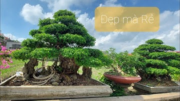 Nay mua được toàn cây đẹp - Các bác cùng ngắm cây cảnh đẹp Phong Sơn - 0918484837