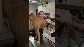 Penn foster Vet tech externship Skill 8- TPR