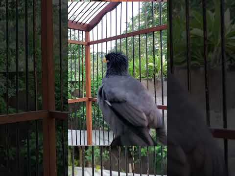 EDAN ! KIOS SENDY NEKAD JUAL DIBAWAH MODAL HARI INI BIKIN SATU PRAMUKA MEMANASSS