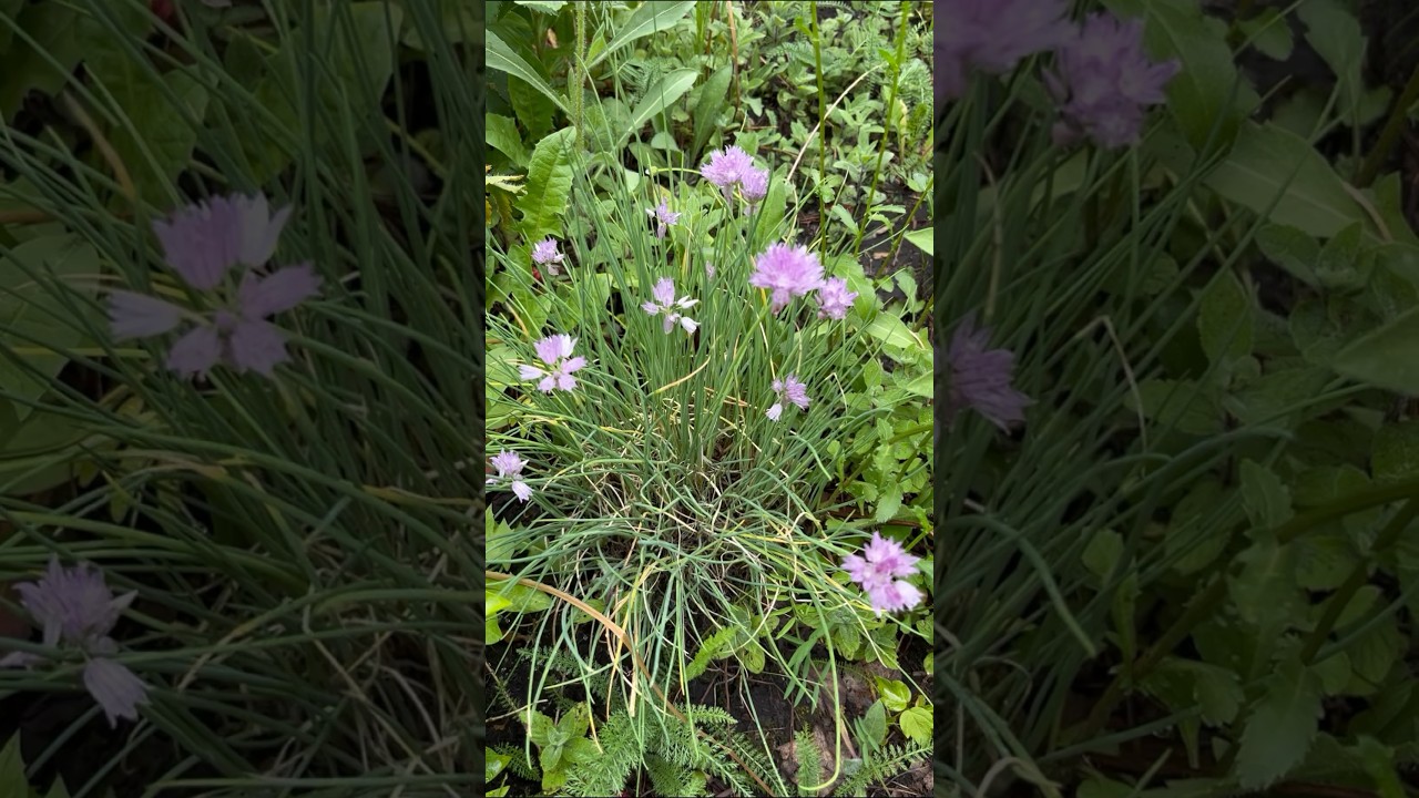 Лук - шнитт. - YouTube