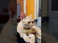 Does YOUR cat love to sleep? 🧖♀️🐱#cat #funny #catvideos #cute #comedy #shortsfeed #kitten #pets