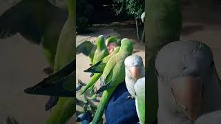 Slopen Kruimels Naar Woest Hongerige