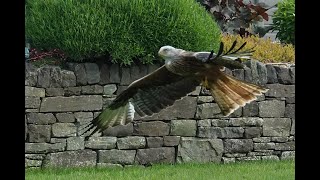 Red Kite Experience at Talgarth, Mid Wales