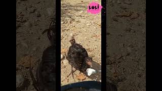 Florence Chicken In The Morning.