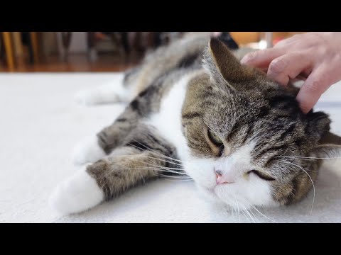 本気のブラッシングとねこ。-Serious brushing and Maru.-