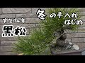 【盆栽】種から14年、黒松ミニ盆栽の冬のお手入れ。作業音ASMR