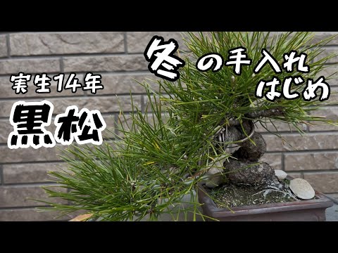 黒松 盆栽 盆栽 黒松の盆栽（焼締鉢）飾り皿付 くろまつ クロマツ 男松 贈り物