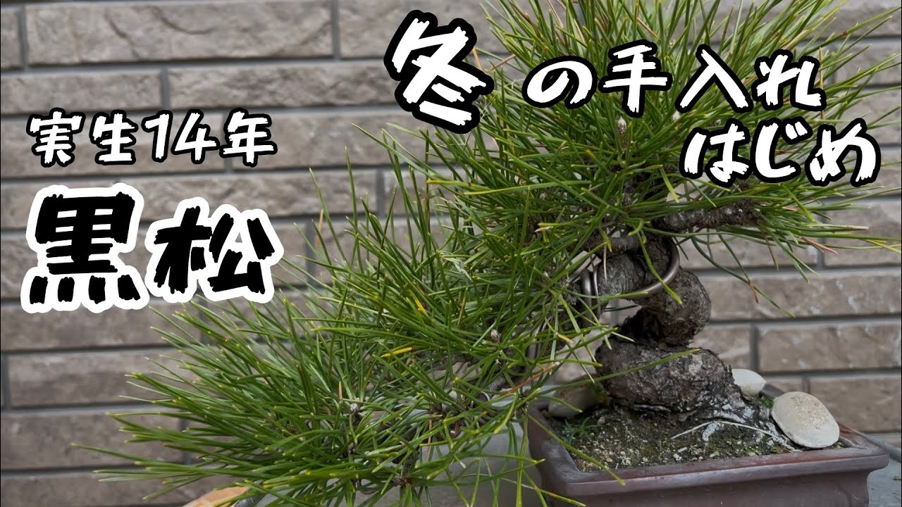 間もなく掲載終了‼️黒松の盆栽 黒松（クロマツ）盆栽育て方まとめ【動画で学ぼう】 – 盆栽Q