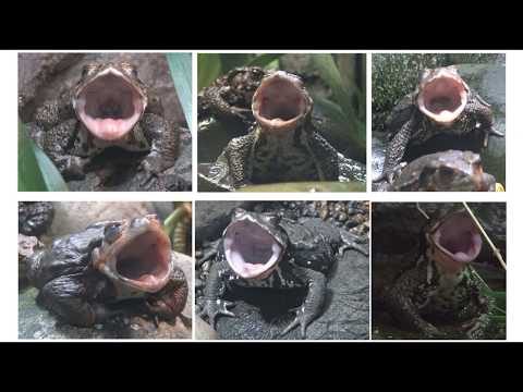 Toad yawn