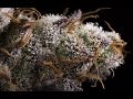 The Worlds First Fully Automated Marijuana Growing Device