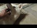 【秋田犬ゆうき】涼しくなり部屋へ戻った途端に飼い主が寄って来たけどもうこれが我家だと諦める【akita dog】