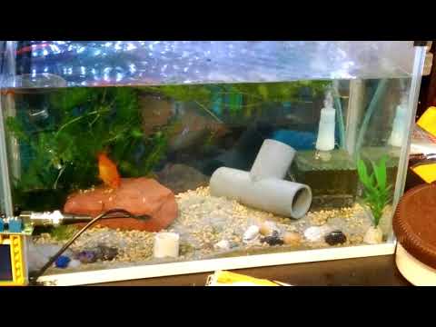 金魚 アーカイブ Homemadegarbage 金魚 アーカイブ Homemadegarbage
