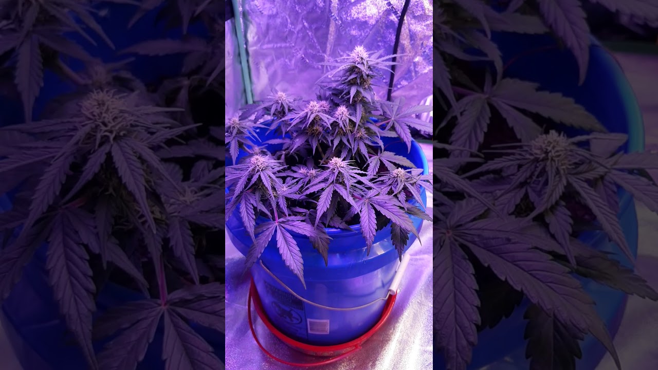 white widow /cali snow autoflower