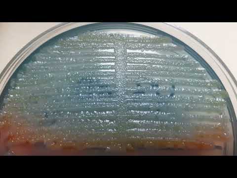 Video: Ar enterobacter aerogenes gali fermentuoti laktozę?