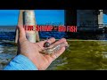 Fishing For Bridge Monsters With Live Shrimp (2 New PB's)