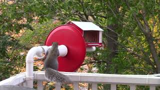 A True AntiSquirrel Bird Feeder That Works