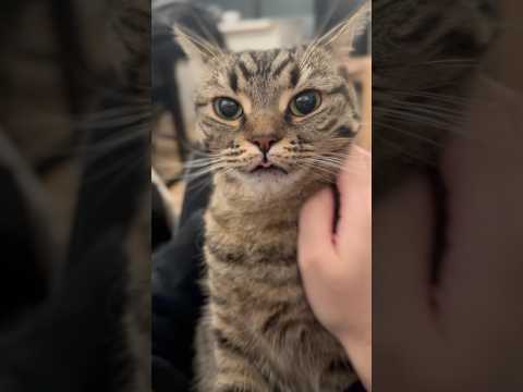 愛猫に一日中何してたか確認する飼主たちwww #shorts #猫 #cat