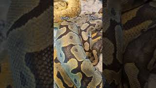 Enchi Pastel Clown Hypo Combos Profile