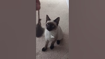 How my cat learned to fetch🥲