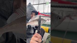 Рыбалка в Адлере. Манка, болтушка, фарш на кефаль #fishing #seafishing