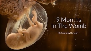 9 Months In The Womb: A Remarkable Look At Fetal Development Through Ultrasound By PregnancyChat.com