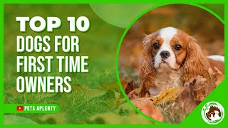 Celebrity Top 10 dogs for first time owners Wealth