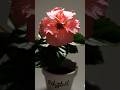 🌸 Watch This Flower Bloom in Pure Serenity 🌸#FlowerBloom #SatisfyingVideo #RelaxingShorts