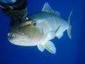 Spearing green jobfish in the coral sea